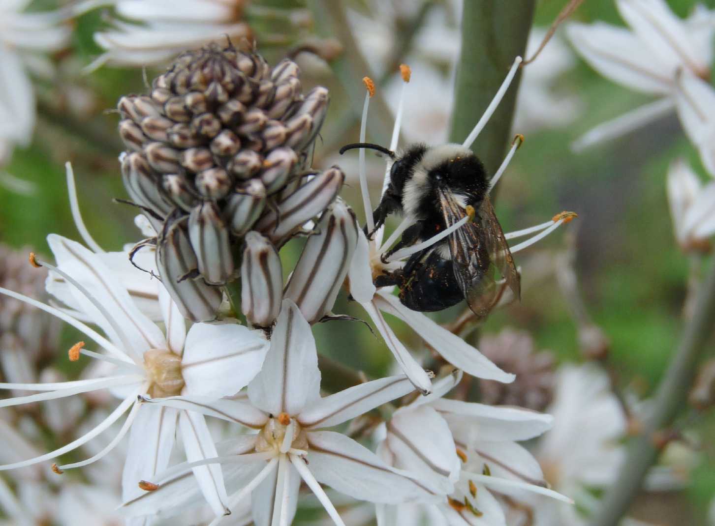 Un pascolo di asfodeli (Melecta sp?)